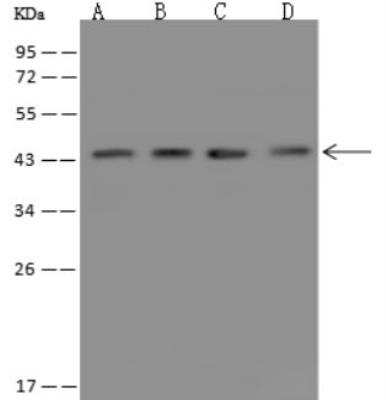 Western Blot: TMEM43 Antibody [NBP3-05860]