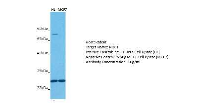 Western Blot: TMEM48 Antibody [NBP1-91604]