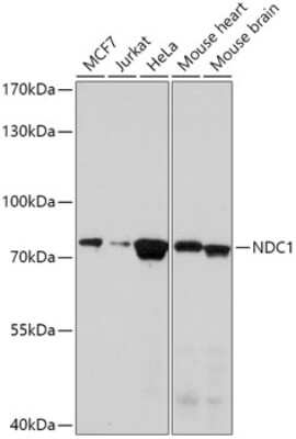 Western Blot: TMEM48 AntibodyAzide and BSA Free [NBP2-93045]