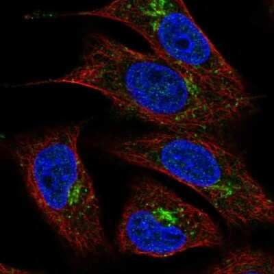 Immunocytochemistry/ Immunofluorescence: TMEM5 Antibody [NBP2-56655]