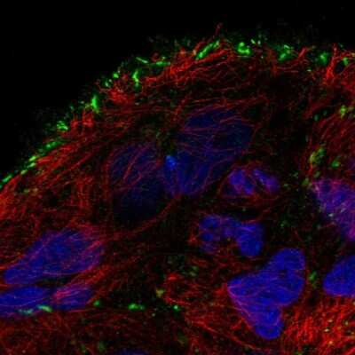 Immunocytochemistry/ Immunofluorescence: TMEM52B Antibody [NBP2-49272]