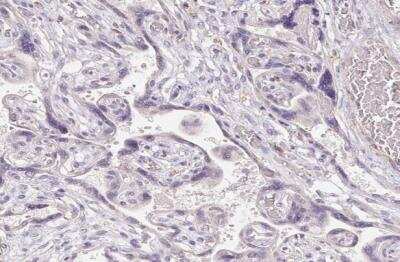 Immunohistochemistry-Paraffin: TMEM52B Antibody [NBP2-49272]