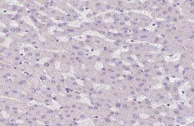 Immunohistochemistry-Paraffin: TMEM52B Antibody [NBP2-49272]