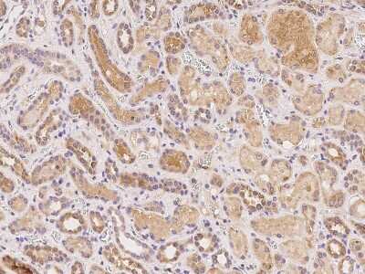 Immunohistochemistry-Paraffin: TMEM52B Antibody [NBP2-98159]