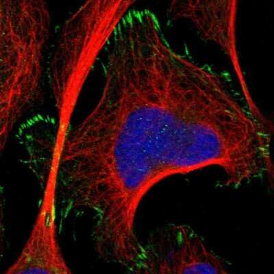Immunocytochemistry/ Immunofluorescence: TMEM53 Antibody [NBP1-82124]
