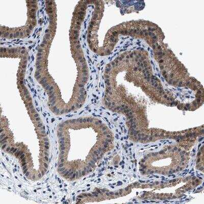 Immunohistochemistry: TMEM53 Antibody [NBP1-82124]