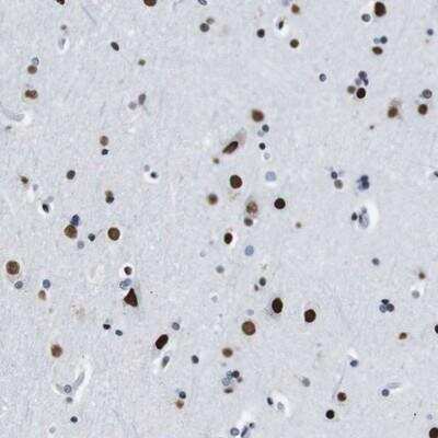 Immunohistochemistry-Paraffin: TMEM55A Antibody [NBP1-84086]