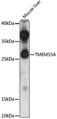 Western Blot: TMEM55A AntibodyAzide and BSA Free [NBP2-94829]