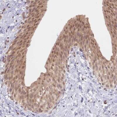 Immunohistochemistry-Paraffin: TMEM55B Antibody [NBP2-13453]