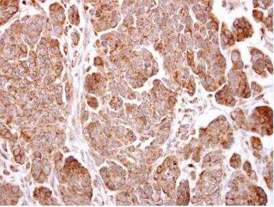 Immunohistochemistry-Paraffin: TMEM59 Antibody [NBP1-32303]