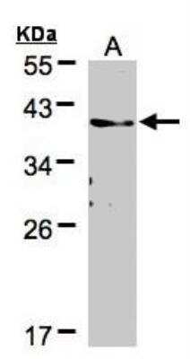 Western Blot: TMEM59 Antibody [NBP1-32303]