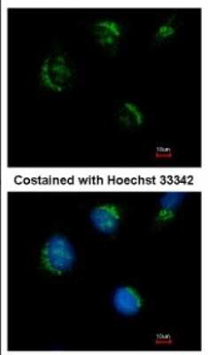 Immunocytochemistry/ Immunofluorescence: TMEM59L Antibody [NBP2-20664]