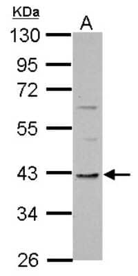 Western Blot: TMEM59L Antibody [NBP2-20664]