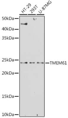 Western Blot: TMEM61 AntibodyAzide and BSA Free [NBP3-15958]