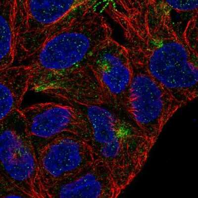 Immunocytochemistry/ Immunofluorescence: TMEM63A Antibody [NBP2-57052]