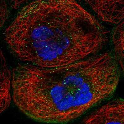 Immunocytochemistry/ Immunofluorescence: TMEM63B Antibody [NBP2-13455]