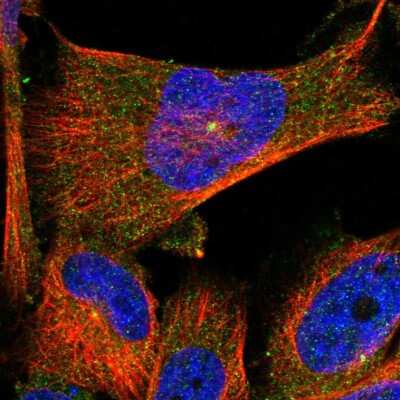 Immunocytochemistry/ Immunofluorescence: TMEM63C Antibody [NBP1-90728]