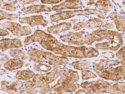Immunohistochemistry-Paraffin: TMEM65 Antibody [NBP2-98148]
