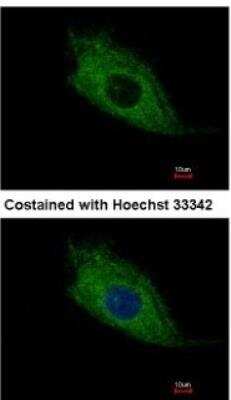 Immunocytochemistry/ Immunofluorescence: TMEM66 Antibody [NBP2-20666]