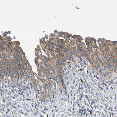 Immunohistochemistry-Paraffin: TMEM68 Antibody [NBP1-82000]