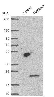 Western Blot: TMEM69 Antibody [NBP1-90713]