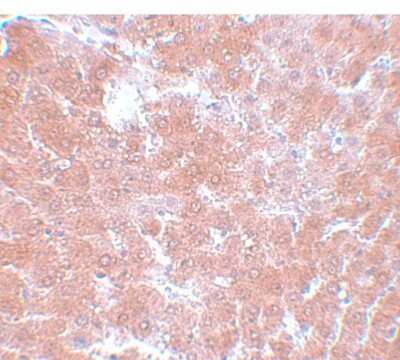 Immunohistochemistry-Paraffin: TMEM70 Antibody - BSA Free [NBP1-77131]