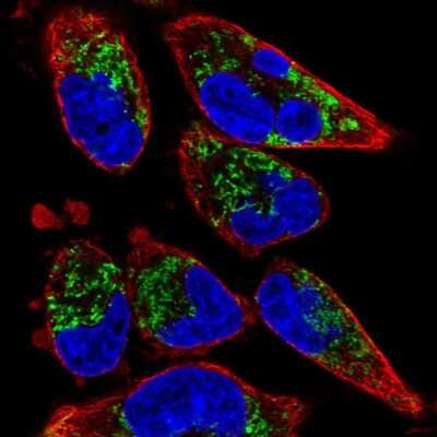 Immunocytochemistry/ Immunofluorescence: TMEM71 Antibody [NBP2-57413]