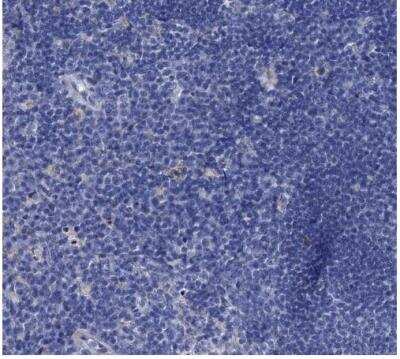 Immunohistochemistry-Paraffin: TMEM72 Antibody [NBP1-90808]
