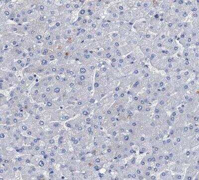 Immunohistochemistry-Paraffin: TMEM72 Antibody [NBP1-90808]