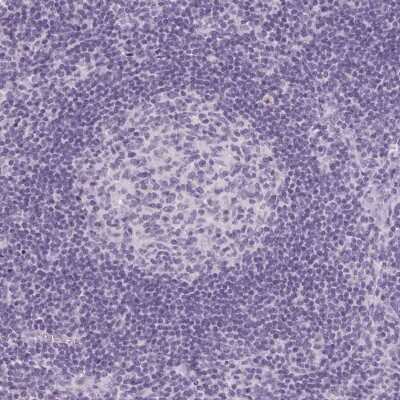 Immunohistochemistry-Paraffin: TMEM72 Antibody [NBP2-49377]