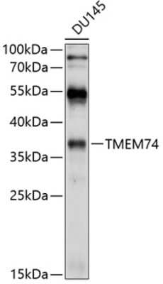 Western Blot: TMEM74 AntibodyBSA Free [NBP2-93467]