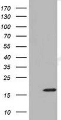 Western Blot: TMEM80 Antibody (OTI3A6)Azide and BSA Free [NBP2-74546]