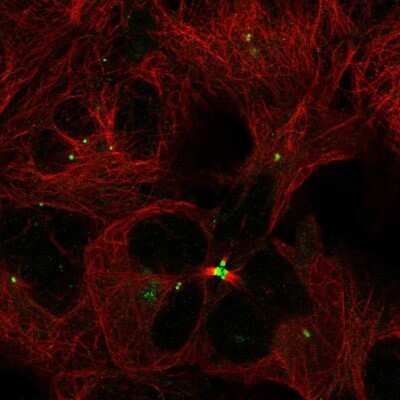 Immunocytochemistry/ Immunofluorescence: TMEM86B Antibody [NBP2-31684]