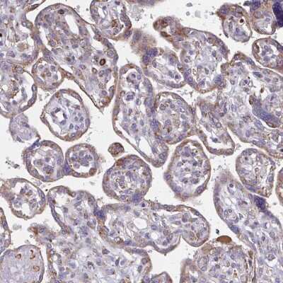 Immunohistochemistry-Paraffin: TMEM8C Antibody [NBP2-34175]