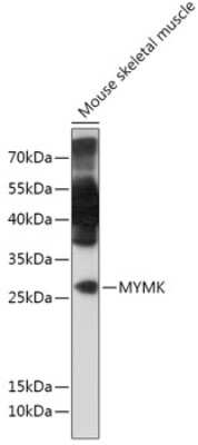 Western Blot: TMEM8C AntibodyAzide and BSA Free [NBP2-94514]