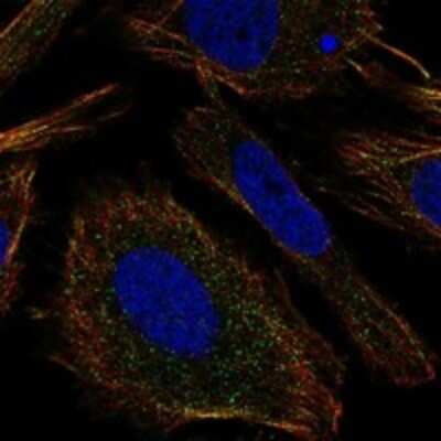 Immunocytochemistry/ Immunofluorescence: TMEM9 Antibody [NBP3-17633]