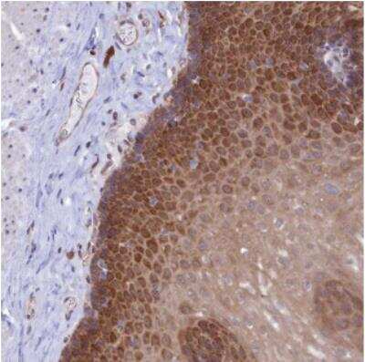 Immunohistochemistry-Paraffin: TMEM90A Antibody [NBP2-30430]