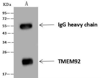 Immunoprecipitation: TMEM92 Antibody [NBP3-12676]