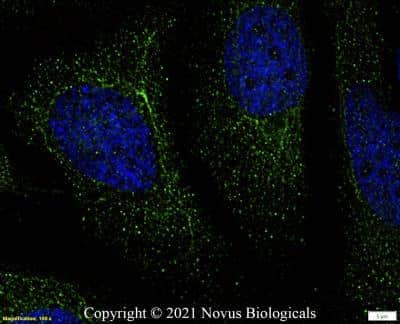 Immunocytochemistry/ Immunofluorescence: TMEM97 Antibody - BSA Free [NBP1-30436]