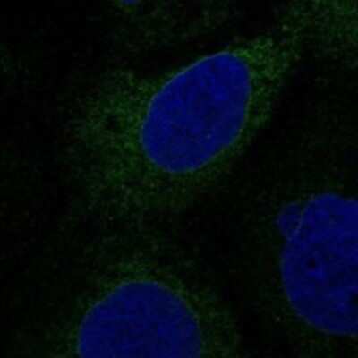 Immunocytochemistry/ Immunofluorescence: TMEM97 Antibody [NBP3-16973]