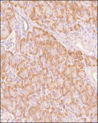 Immunohistochemistry-Paraffin: TMEM97 Antibody - BSA Free [NBP1-30436]