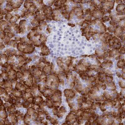 Immunohistochemistry-Paraffin: TMEM97 Antibody [NBP1-92522]