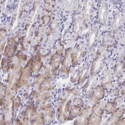 Immunohistochemistry-Paraffin: TMEM97 Antibody [NBP1-92522]