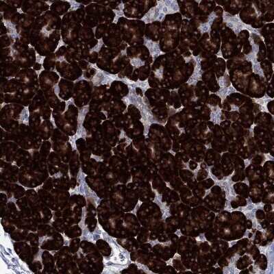 Immunohistochemistry-Paraffin: TMEM97 Antibody [NBP3-16973]