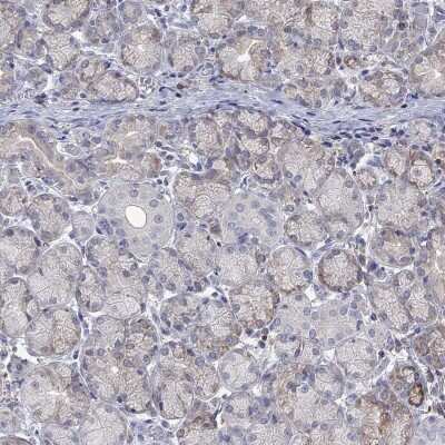 Immunohistochemistry-Paraffin: TMEM97 Antibody [NBP3-16973]