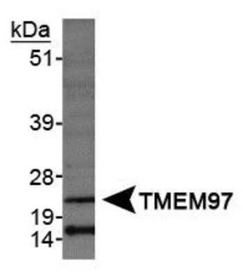 Western Blot: TMEM97 AntibodyBSA Free [NBP1-30436]