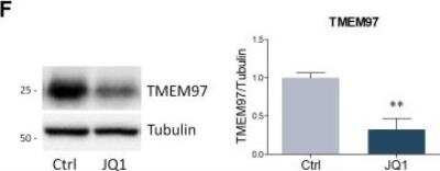 Western Blot: TMEM97 AntibodyBSA Free [NBP1-30436]