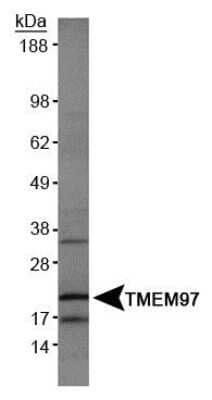 Western Blot: TMEM97 AntibodyBSA Free [NBP1-30437]