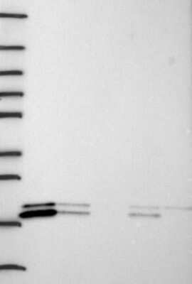 Western Blot: TMEM97 Antibody [NBP3-16973]