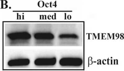 Western Blot: TMEM98 Antibody [NBP1-84154]